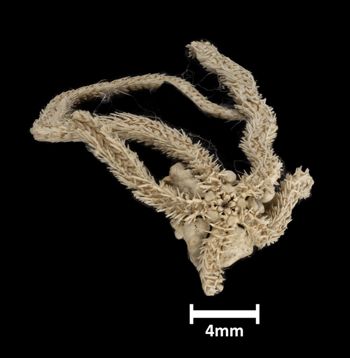 Media type: image;   Invertebrate Zoology OPH-3503 Description: Bottom of brittle star with mouth visible.;  Aspect: ventral